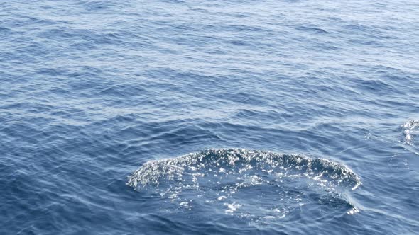 View From the Boat, Common Dolphins Pod in Open Water During Whale Watching Tour, Southern