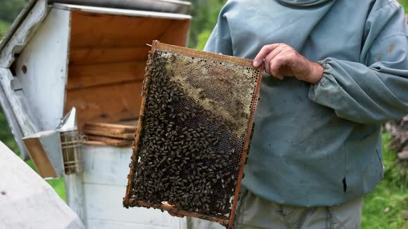 Beekeeper Holding Honey Comb with a Swarm of Bees