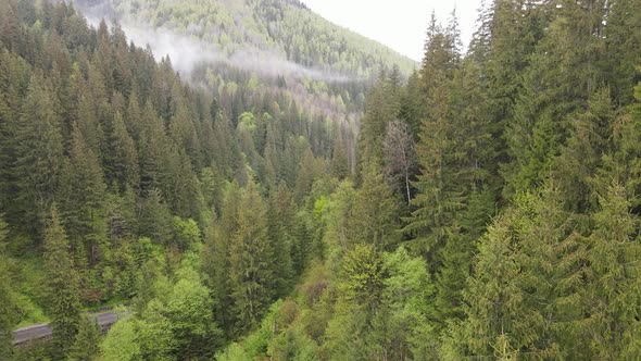 Ukraine, Carpathians: Forest Landscape. Aerial View