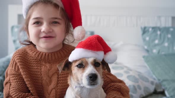 Little Happy Girl in a Knitted Winter Sweater Sits on a Made Bed with Her Little Dog Jack Russell in