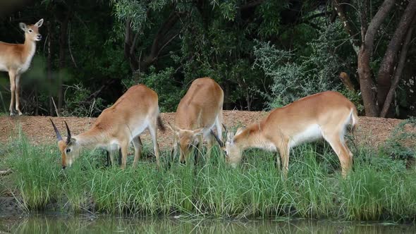 Grazing Red Lechwe Antelopes 