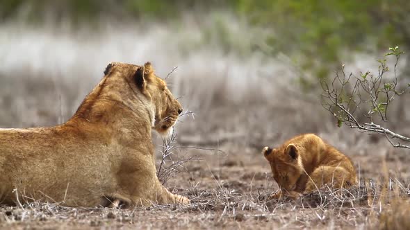 African lion in Kruger National park, South Africa