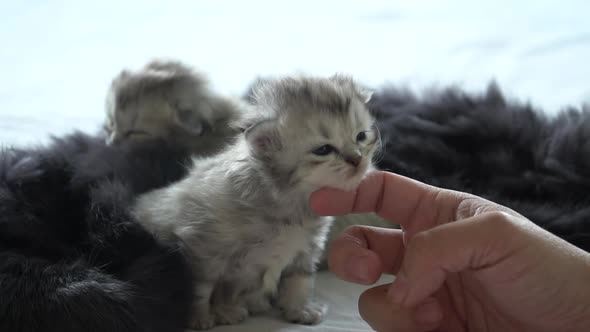 Asian Woman Hand Petting A New Born Kittens