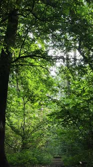 Vertical Video of Green Forest By Day