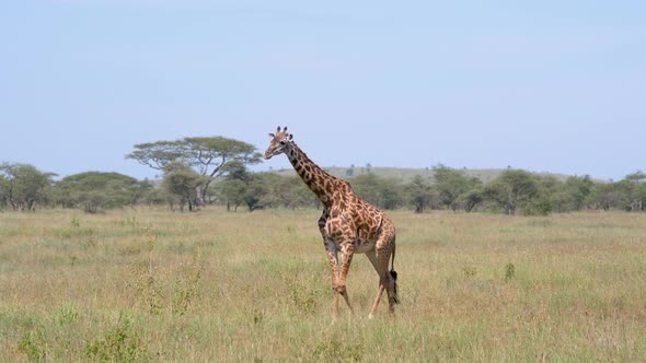 Giraffe Walk On Wild African Savannah On Background Of Thickets And Acacias