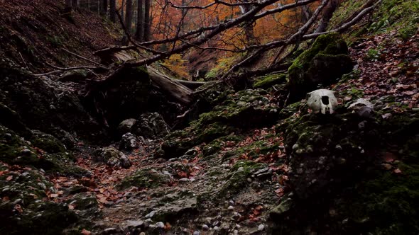 Creepy Rocky Hiking Trail In The Woods In Autumn - medium pull out shot