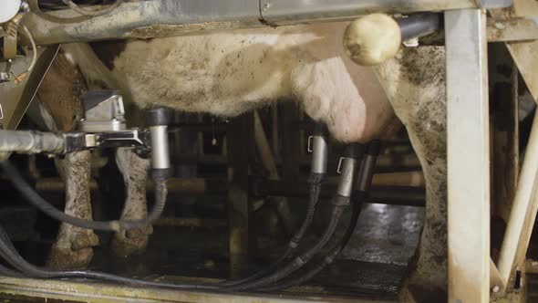 Technological milking machine. Hygienic milking.