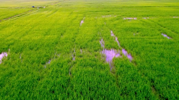 Fly over green rice paddy field in morning