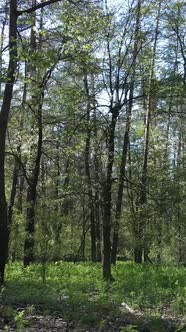 Vertical Video of Green Forest During the Day