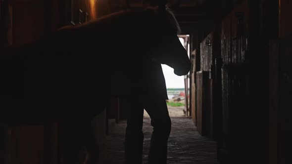 Silhouette Of Horse Owner Taking Its Horse Into The Horse Stall  Dim Lights