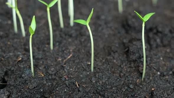 Small Freen Plant Moving to the Sun Spring Time Lapse Germination