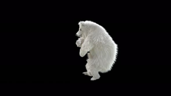 116 White Bear Dancing 4K