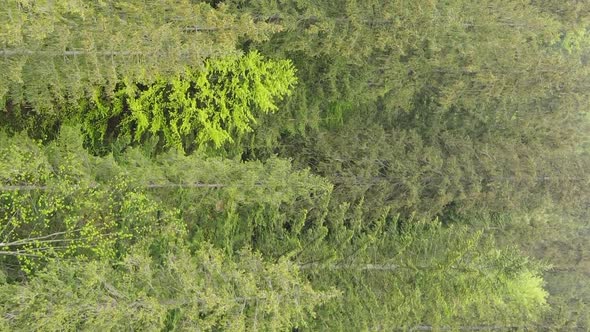 Vertical Video Aerial View of Trees in the Forest