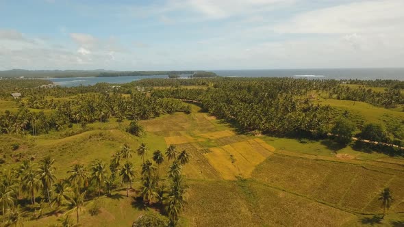 Farmland in Province Philippines