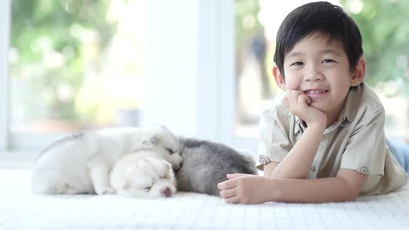 Cute Asian Child Playing With Siberian Husky Puppy At Home 