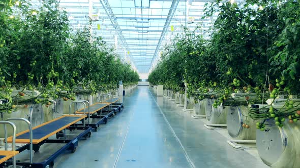 Aisle of a Modern Hothouse with a Trolley Moving Through It