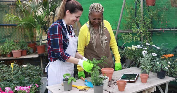 Multiracial senior women working inside greenhouse garden