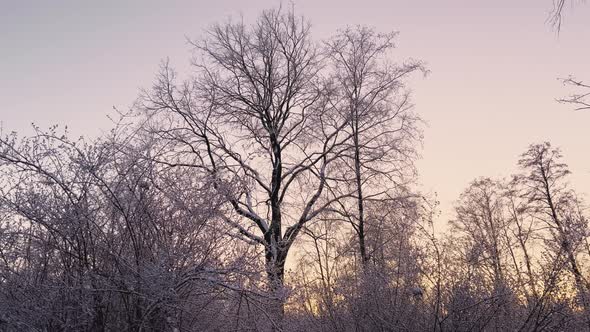 Branches of Trees and Bushes in the Frost in Winter Frosts in the Evening in a Public Park People