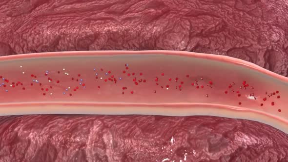 Platelets flow in blood vessels,3D animation.