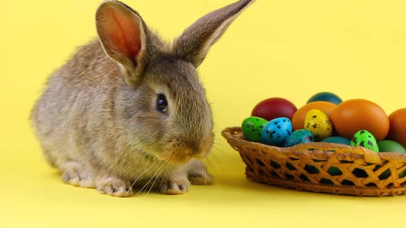 Little Fluffy Brown Affectionate Domestic Rabbit Sitting on a Pastel Yellow Background with a Wicker