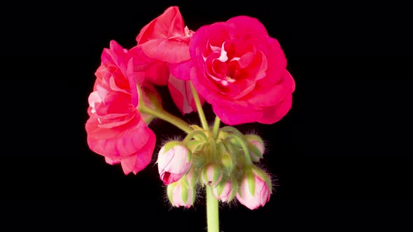 Time Lapse of Opening Red Geranium Pelargonium Flower