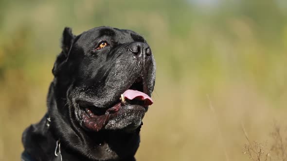 Slow Motion Of Close Up Portrait Black Cane Corso Dog Sitting Barking In Grass