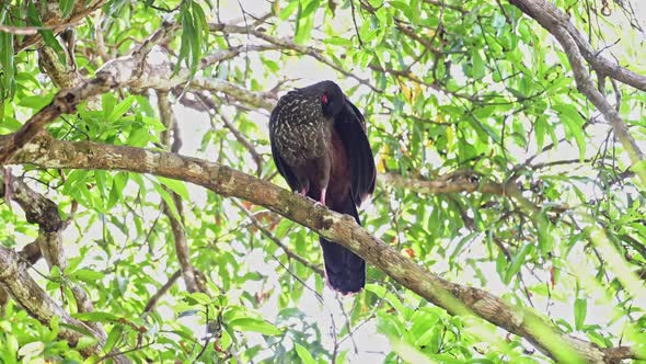 Crested Guan (penelope purpurascens), a Large Tropical Bird in Costa Rica, Sitting Perched Perching