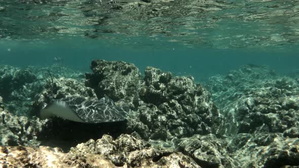 School Of Reef Fish Swims Underwater Just Above The Coral Reef. tracking shot