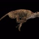 Cheetah Running Side View Looped - VideoHive Item for Sale