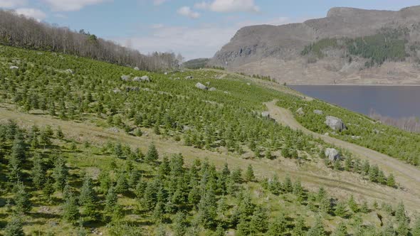 Christmas tree plantation,drone flyover. Commercial forestry scene of tree nursery, Norway