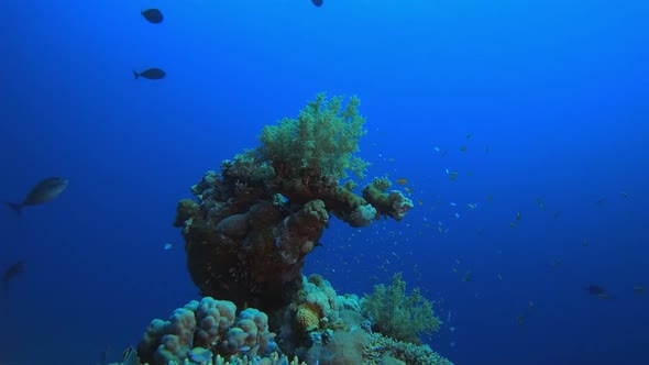 Underwater Coral Tropical Reef Marine
