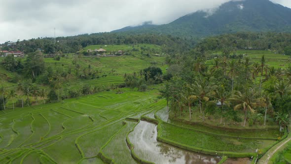 Water on the Vast Green Rice Plantations in Bali