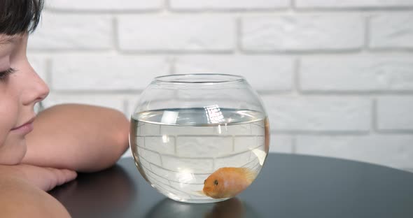 Decorative Fish in a Bowl