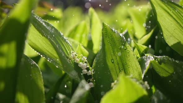 White Lily of the Valley Flowers and Young Green Leaves on a Rainy Sunny Spring Day