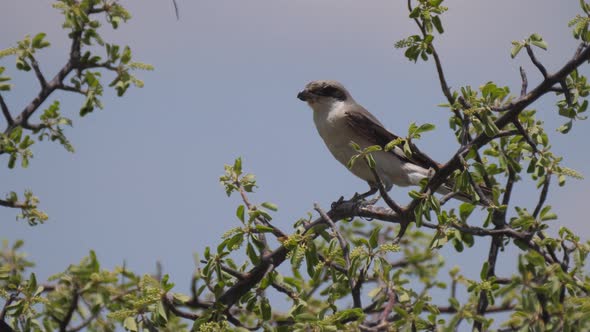 Loggerhead shrike sitting on a tree branch