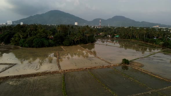 Flooded season rice paddy in rural kampung