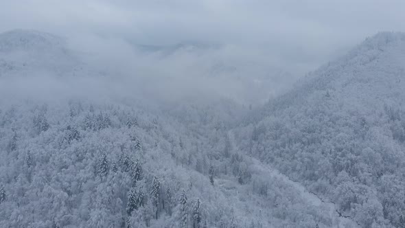 Aerial shot: spruce and pine winter forest completely covered by snow.