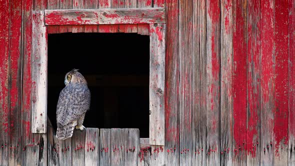 Beautiful Great Horned Owl