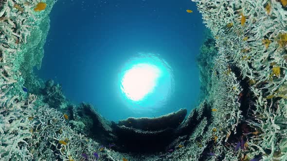 Coral Reef and Tropical Fish Underwater. Bohol, Panglao, Philippines.