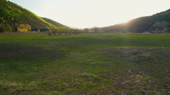 Low Flying Aerial Drone Shot Of Deer And Elk Wildlife Grazing Peacefully In Wide Open Mountain Valle