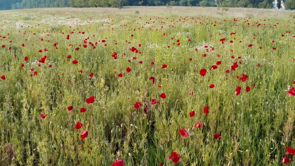 Green meadow with red poppy flowers. Nature in summer