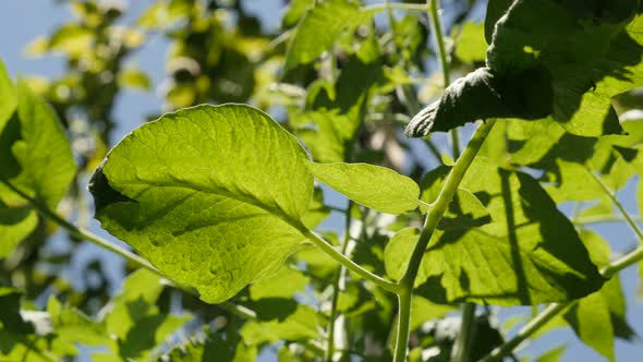 Homegrown  tomato plant leaves 4K 2160p 30fps UltraHD footage - Edible fruit Solanum lycopersicum le