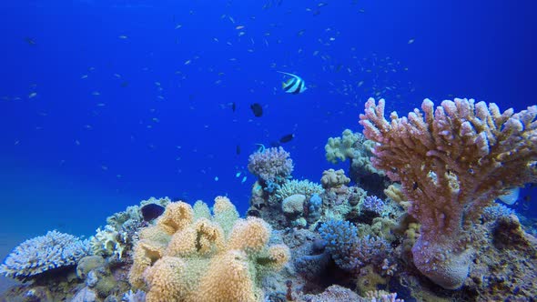 Tropical Blue Water Colorful Fishes