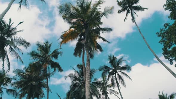 Lot of Tall Palm Trees Swaying in the Wind Against the Sky Africa Palm Grove