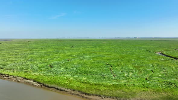 Spectacular long aerial shot of endless, vibrant green wetlands in a natural park, stretching toward