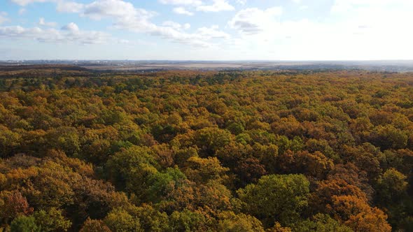 Yellow Autumn Forest Aerial View