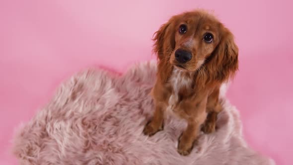 Top View of Cute English Cocker Spaniel in Studio on Pink Background