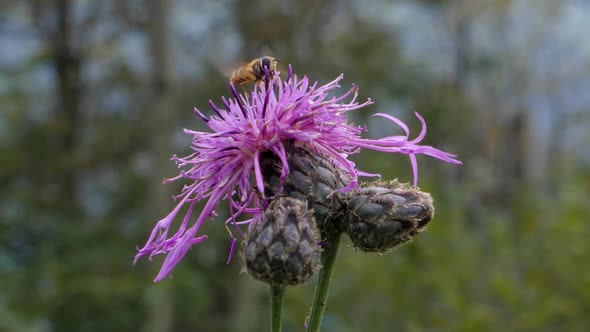 Hardworking bumblebee sucking juicy nectar Switzerland