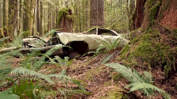 Old car in forest with ferns and foliage