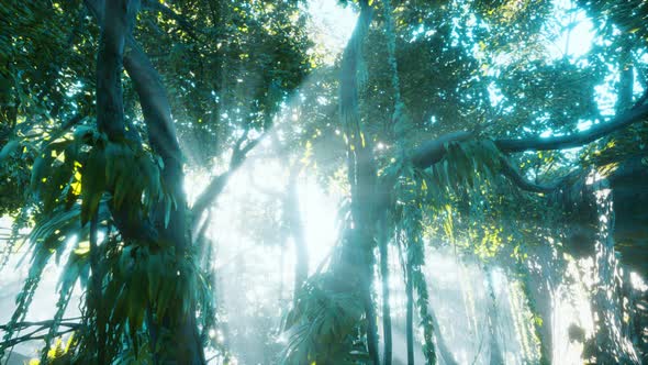 Green Tropical Forest with Ray of Light
